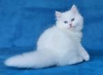 Cupidon - Siberian Kitten For Sale - Miami, FL, US