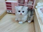 Bebe - Nebelung Kitten For Sale - 