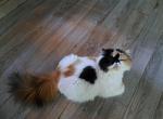 Cfa 1 yr calico - Persian Cat For Sale - Woodburn, IN, US