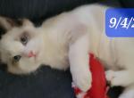 Baby Boy - Ragdoll Kitten For Sale - Union City, CA, US