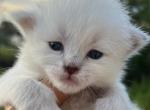 Selah - Siberian Kitten For Sale - North Port, FL, US