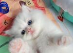 Tink - Persian Kitten For Sale - East Stroudsburg, PA, US