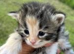 Lexi - Siberian Kitten For Sale - North Port, FL, US