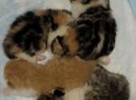 Queen Eve A Litter - Scottish Fold Kitten For Sale - 