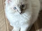 Oliver - Ragdoll Kitten For Sale - 