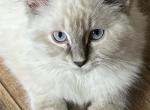 Leon - Ragdoll Kitten For Sale - 