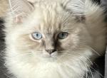 Alex - Ragdoll Kitten For Sale - 