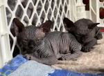 Sphynx kitten - Sphynx Kitten For Sale - New York, NY, US