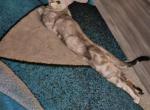 Silver marble - Bengal Kitten For Sale - 