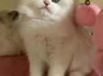 Kisses - Ragdoll Kitten For Sale - 