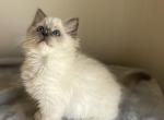 Cora - Ragdoll Kitten For Sale - 