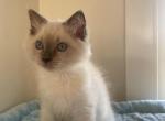 Beau - Ragdoll Kitten For Sale - Mount Morris, IL, US