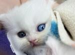 Parmesan - Persian Kitten For Sale - 