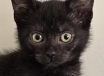 Lovely Bombay - Bombay Kitten For Sale - 