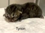 Tyrion - Persian Kitten For Sale - 