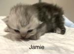 Jamie - Persian Kitten For Sale - 