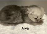 Arya - Persian Kitten For Sale - 