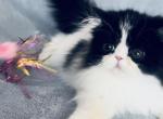 Cute Boy Black & White - Persian Kitten For Sale - Rocklin, CA, US