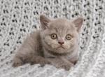 Rona - British Shorthair Kitten For Sale - 