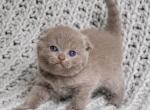 Rocky - Scottish Fold Kitten For Sale - 