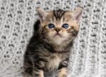 Kiara - British Shorthair Kitten For Sale - 