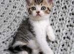 Lucky - Scottish Straight Kitten For Sale - 