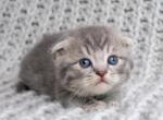 Snow Tiger - Scottish Fold Kitten For Sale - Orange, CA, US