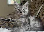 Adorable Pink Collar Black Smoke Maine Coon Girl - Maine Coon Kitten For Sale - Hollywood, FL, US