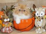 Top Quality Purebred Persian for Pet Ready Now - Persian Kitten For Sale - 