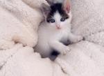 Oreo - Domestic Kitten For Sale - 