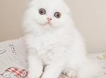 Bonus Scottish - Scottish Fold Kitten For Sale - Brooklyn, NY, US