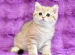 Rumina Scottish - Scottish Straight Kitten For Sale - Brooklyn, NY, US