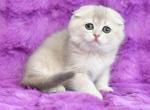 Raya Scottish - Scottish Fold Kitten For Sale - Brooklyn, NY, US