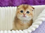 Rafik Scottish - Scottish Fold Kitten For Sale - Brooklyn, NY, US