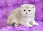 Rusik Scottish - Scottish Fold Kitten For Sale - Brooklyn, NY, US