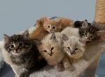 Beautiful male kittens - Maine Coon Kitten For Sale - Lincoln, MA, US