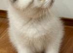 Sterling - Scottish Fold Kitten For Sale - Pompano Beach, FL, US