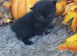 Pocus - Persian Kitten For Sale - Jonesboro, TN, US