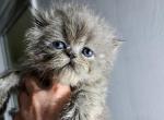 Cfa blue persian girl kitten - Persian Kitten For Sale - Woodburn, IN, US