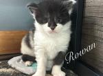 Rowan - Maine Coon Kitten For Sale - Greensburg, IN, US