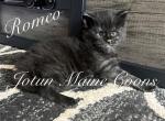 Romeo - Maine Coon Kitten For Sale - 