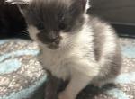 Roman - Maine Coon Kitten For Sale - Greensburg, IN, US