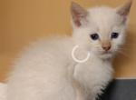 Boo - Siamese Kitten For Sale - 