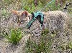 Artemis - Bengal Cat For Sale - Oklahoma City, OK, US