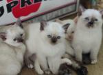 Pumpkin - Siamese Kitten For Sale - 