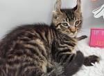 Joey - Highlander Kitten For Sale - Madisonville, KY, US