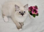 PurpleLulu - Ragdoll Kitten For Sale - Clearwater, FL, US