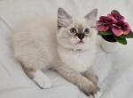 PurpleLulu - Ragdoll Kitten For Sale - Clearwater, FL, US