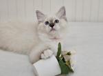 PinkKiko - Ragdoll Kitten For Sale - Clearwater, FL, US