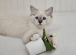 PinkCutie - Ragdoll Kitten For Sale - Clearwater, FL, US